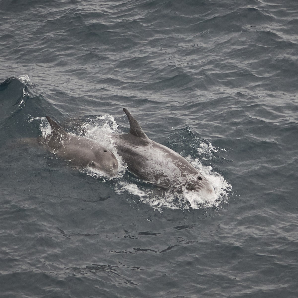 Risso's Dolphin - ML640185791