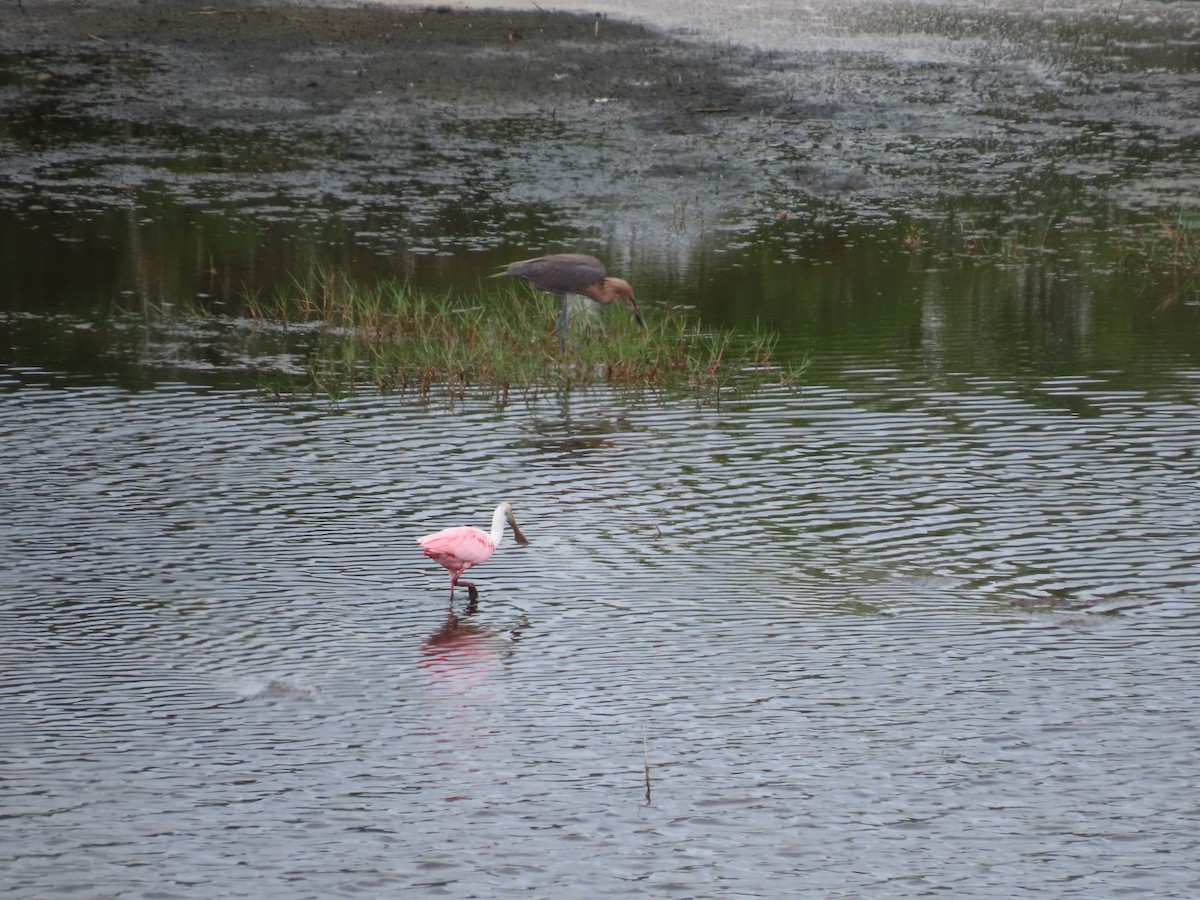Reddish Egret - ML640185860