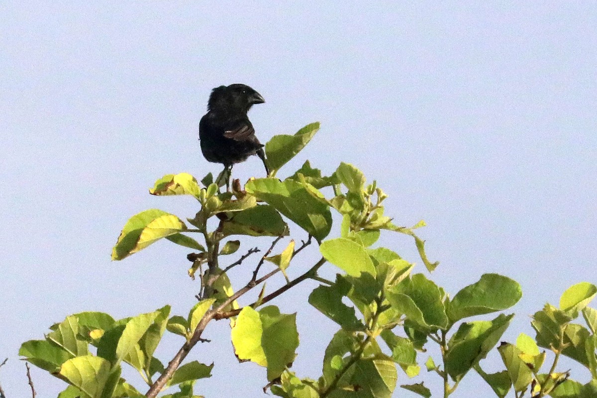 Large Ground-Finch - ML640185902
