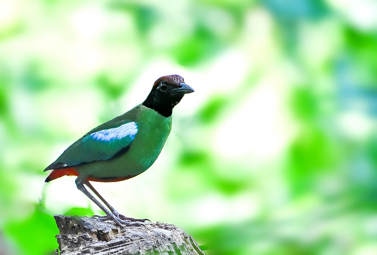 hettepitta - ML640185924