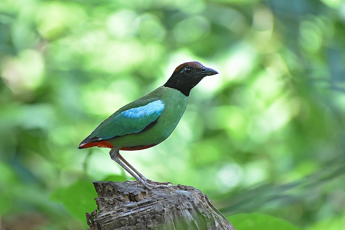 hettepitta - ML640185925