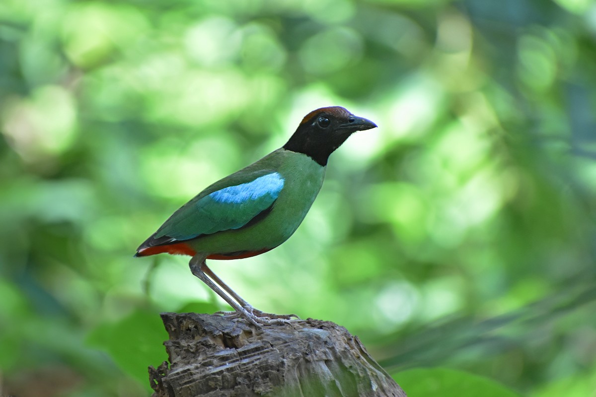 hettepitta - ML640185926