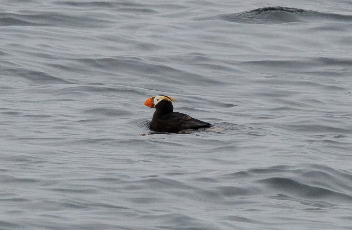 Tufted Puffin - ML640186029