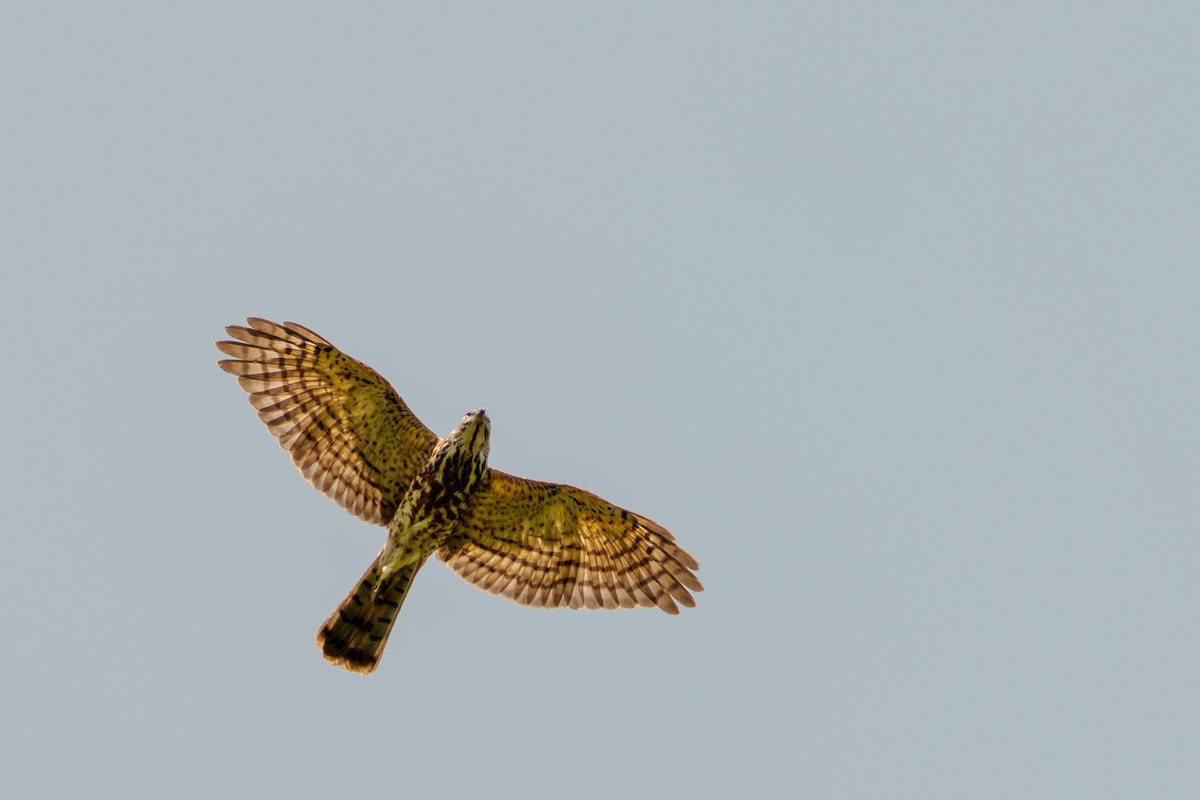 Shikra (Asian) - ML640186036