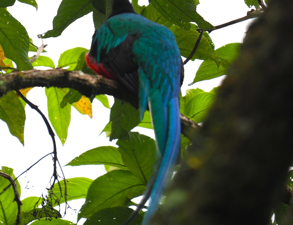 Resplendent Quetzal - ML640186038