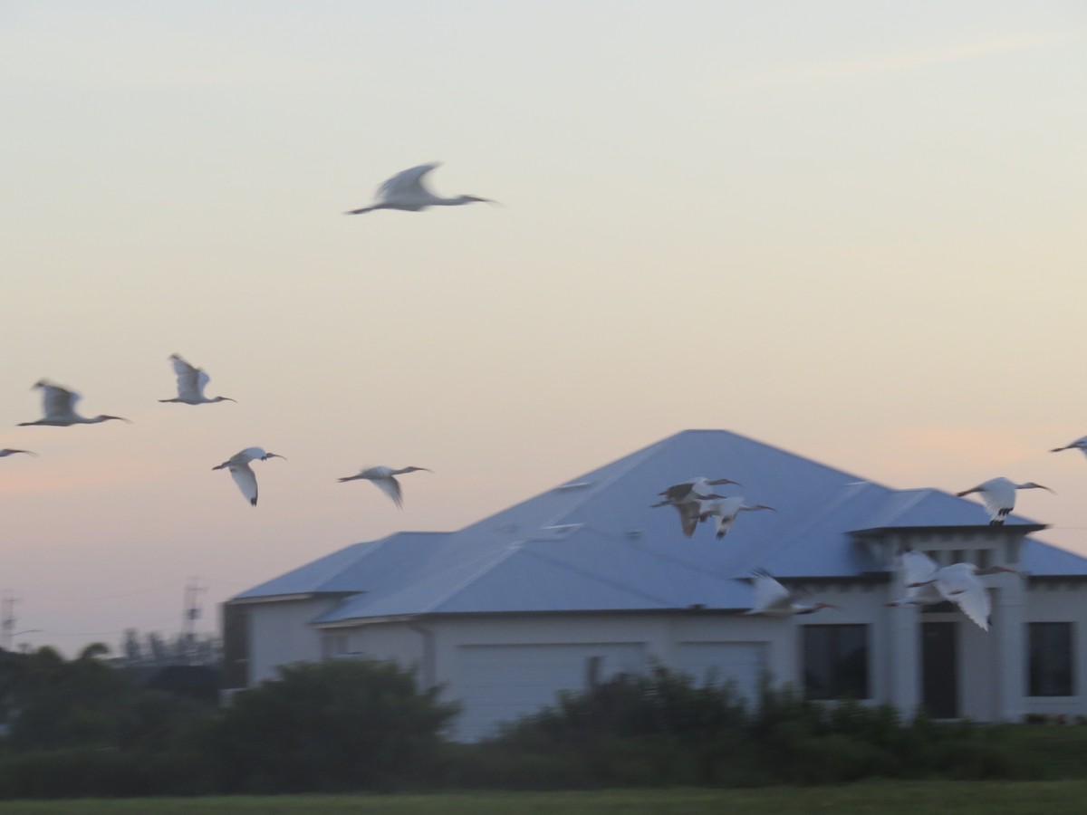 White Ibis - ML640186073