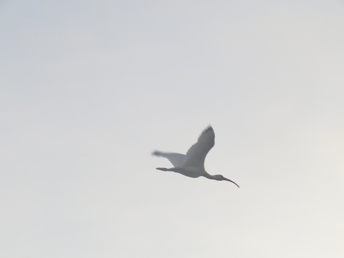White Ibis - ML640186081