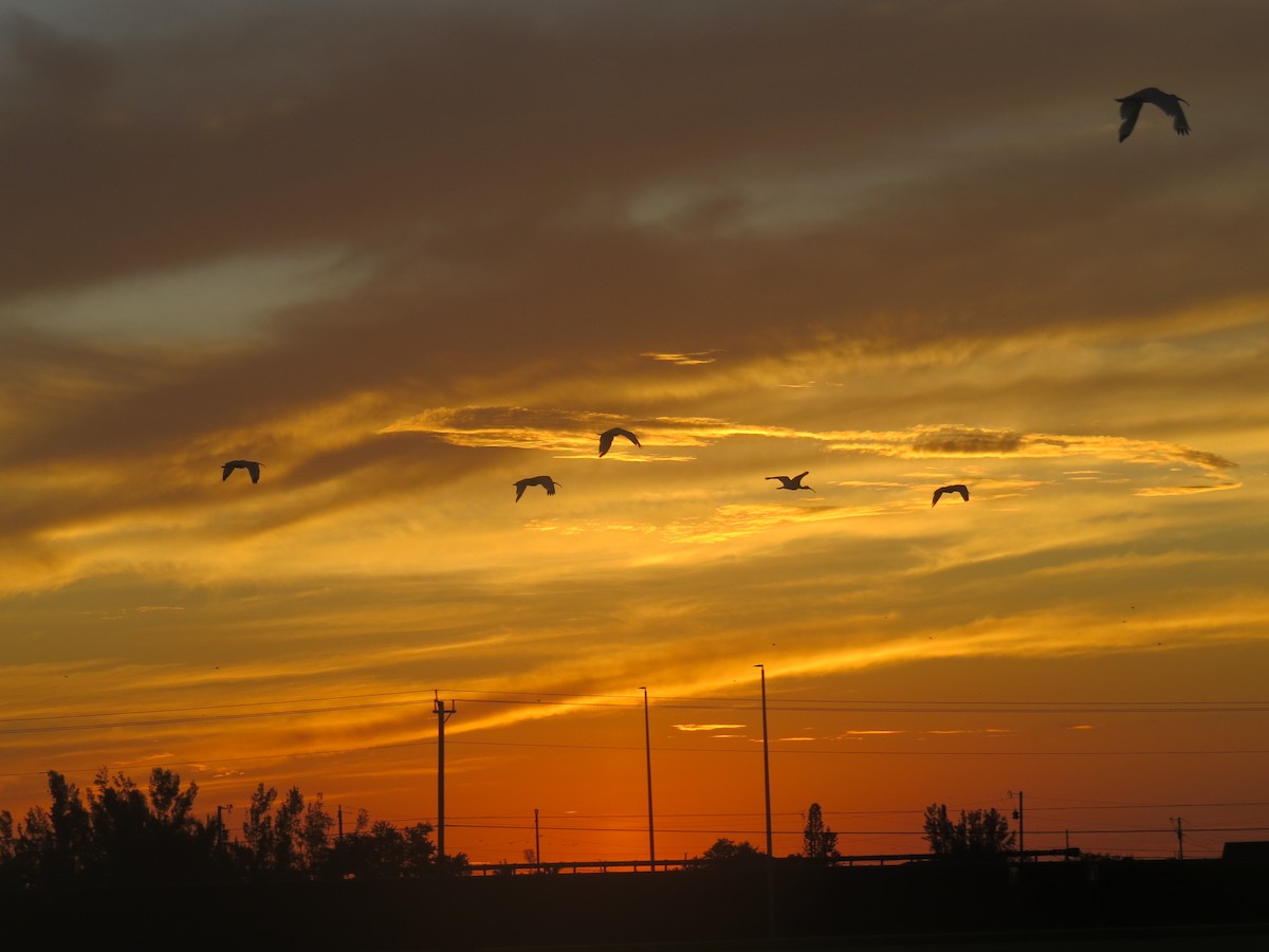 White Ibis - ML640186085