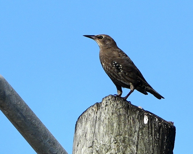 European Starling - ML640186113