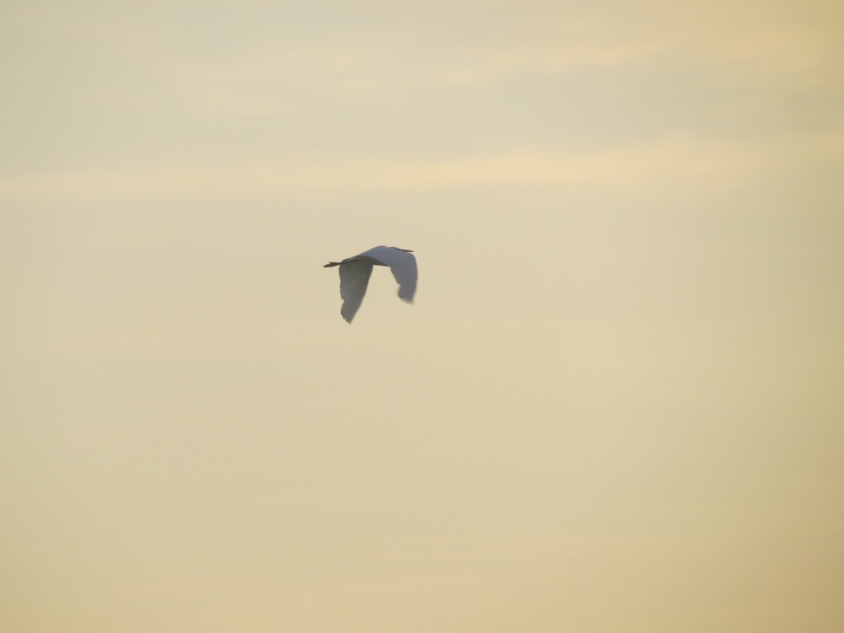 Great Egret - ML640186127