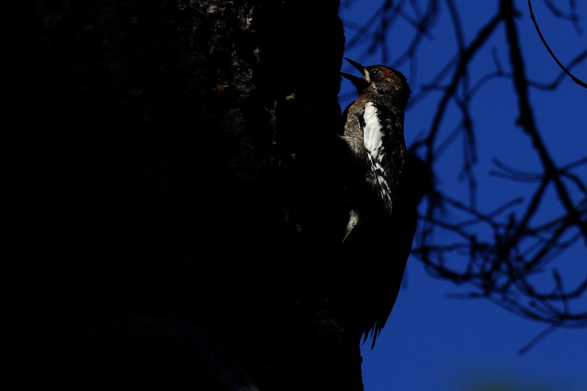 Red-naped x Red-breasted Sapsucker (hybrid) - ML640186129