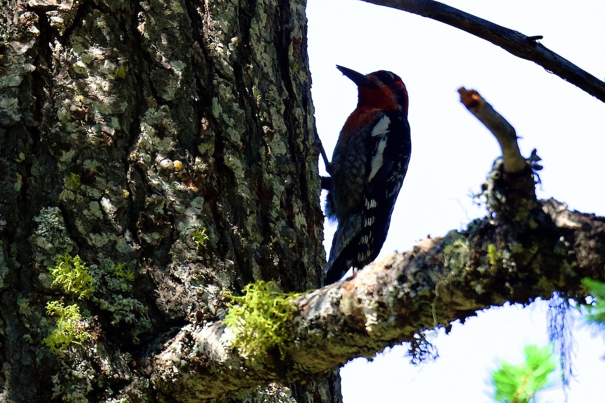 Red-naped x Red-breasted Sapsucker (hybrid) - ML640186132