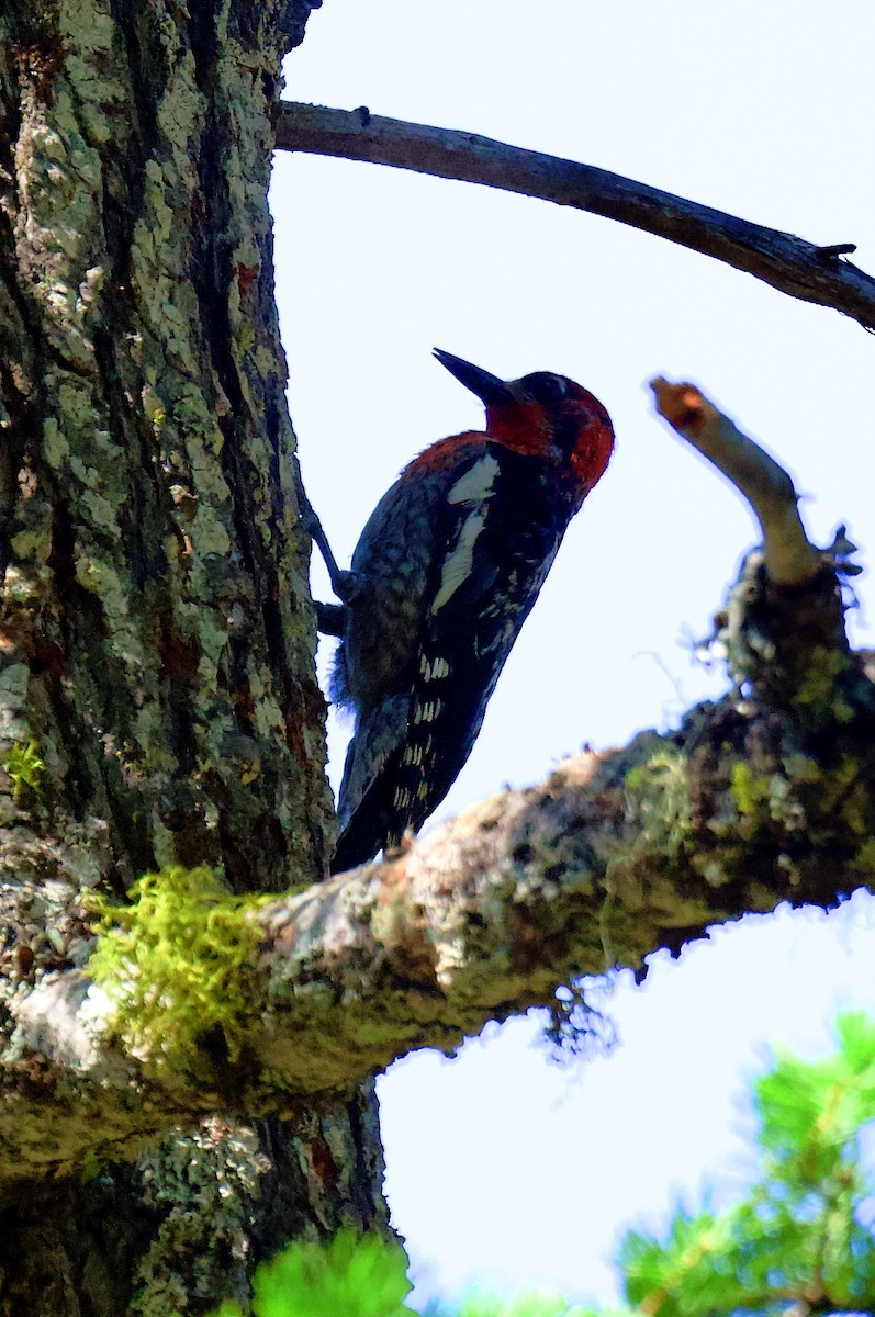 Red-naped x Red-breasted Sapsucker (hybrid) - ML640186141