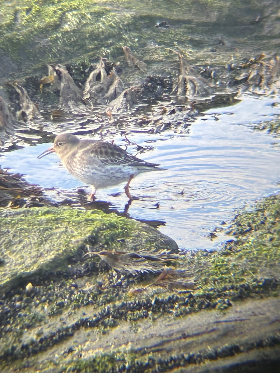Purple Sandpiper - ML640186144
