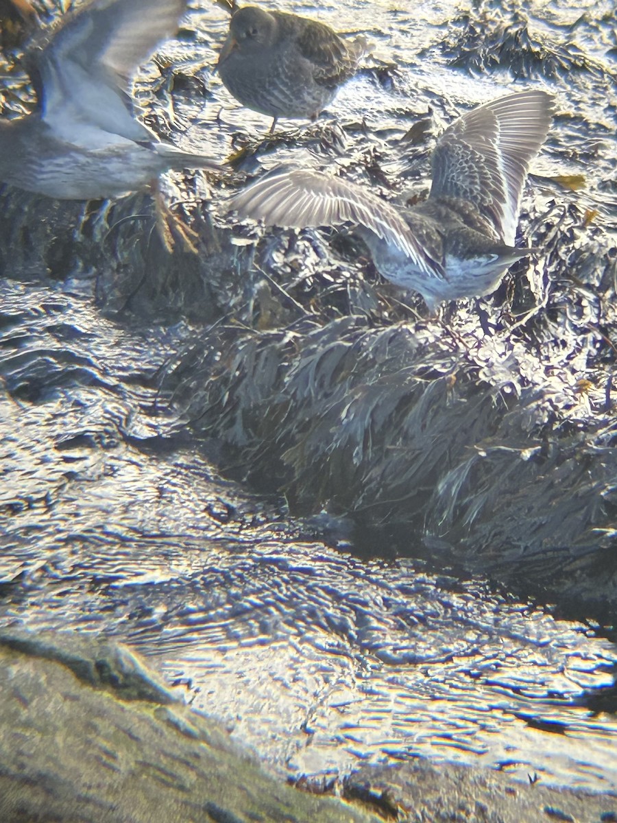 Purple Sandpiper - ML640186145