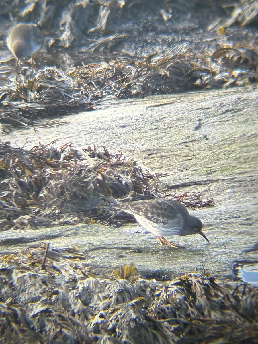 Purple Sandpiper - ML640186146