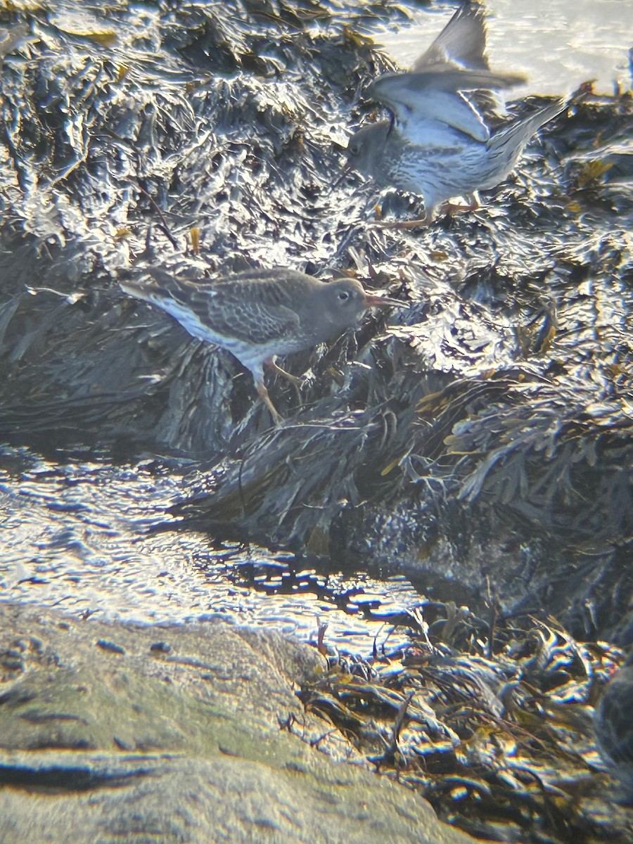 Purple Sandpiper - ML640186147