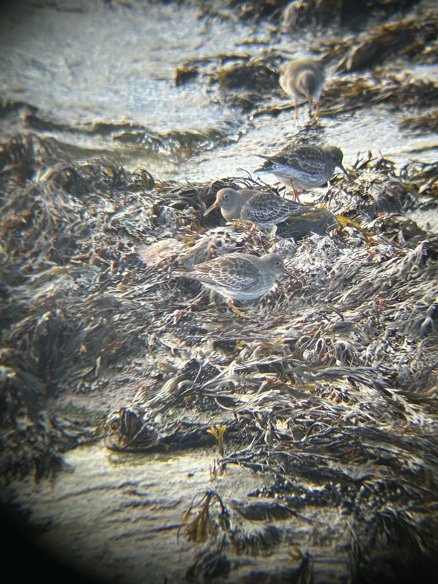 Purple Sandpiper - ML640186148