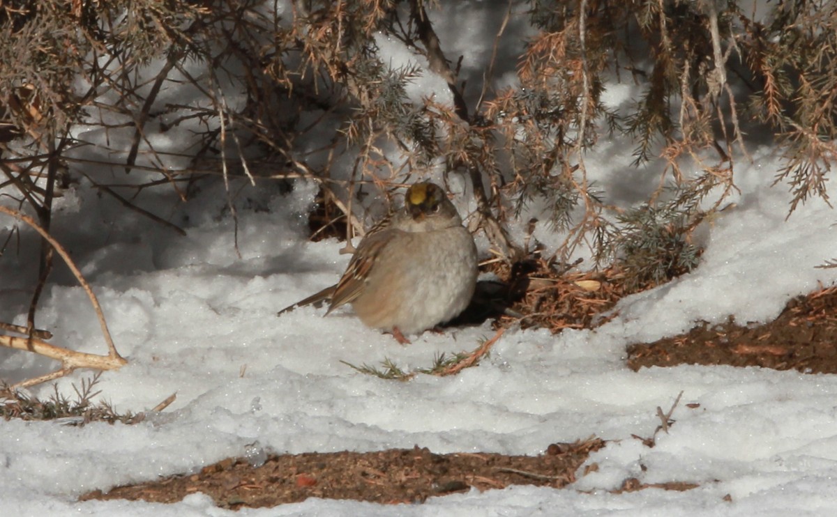 Golden-crowned Sparrow - ML640186162