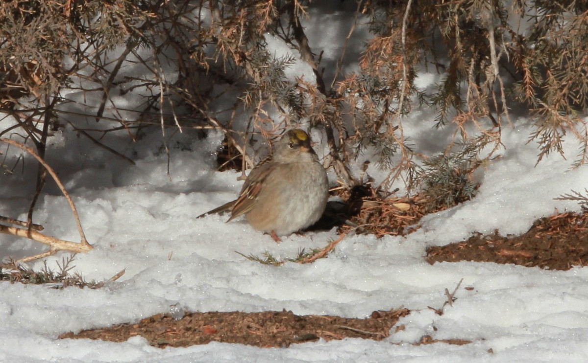 Golden-crowned Sparrow - ML640186164