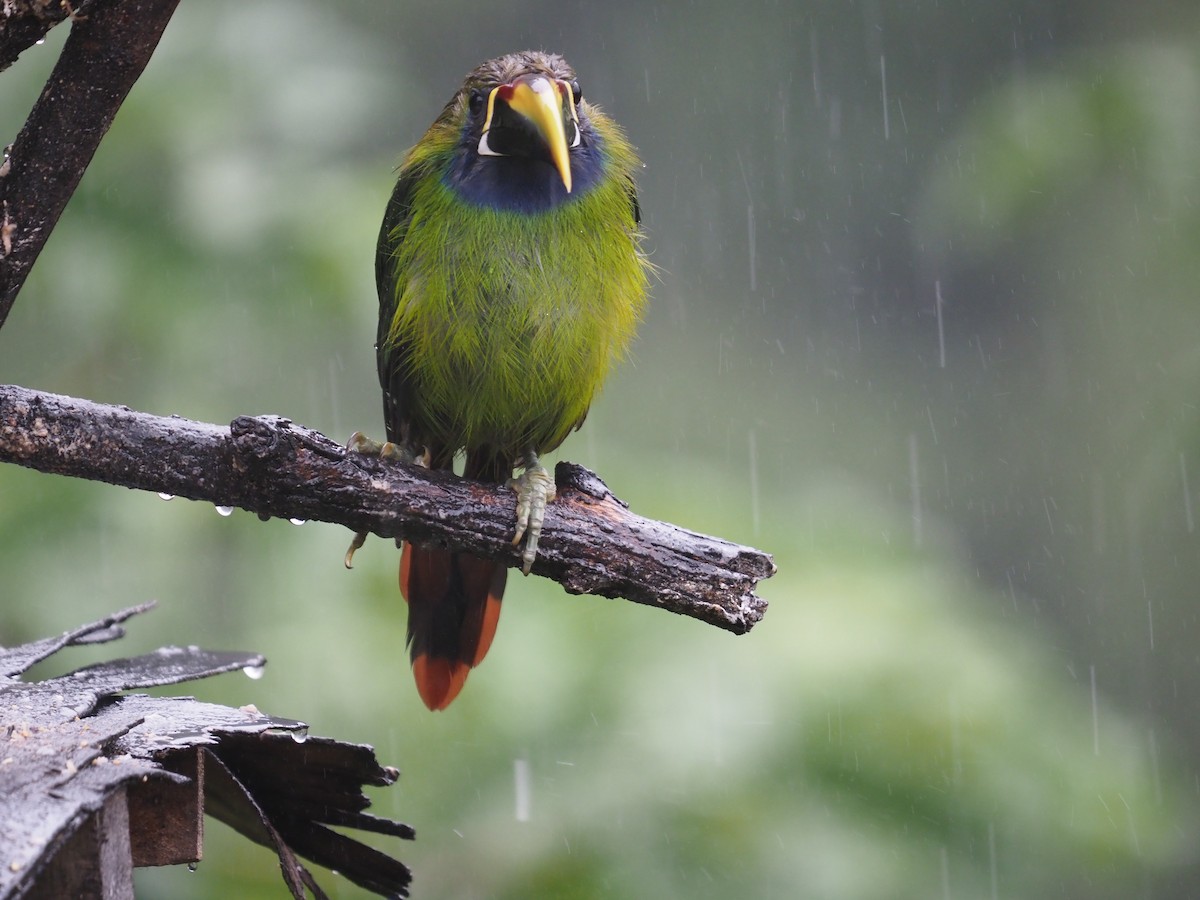 Northern Emerald-Toucanet - ML640186186