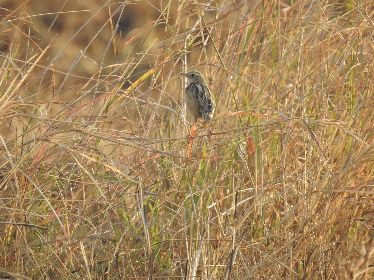Desert Cisticola - ML640186187