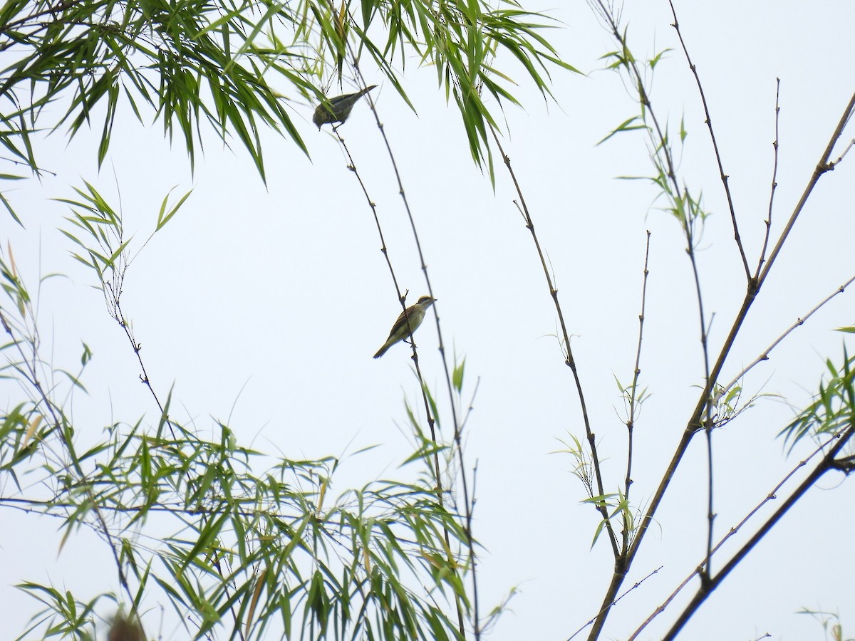 Piratic Flycatcher - ML640186285