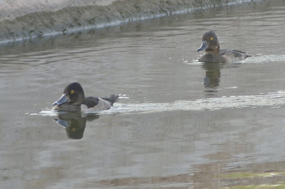 Ring-necked Duck - ML640186300