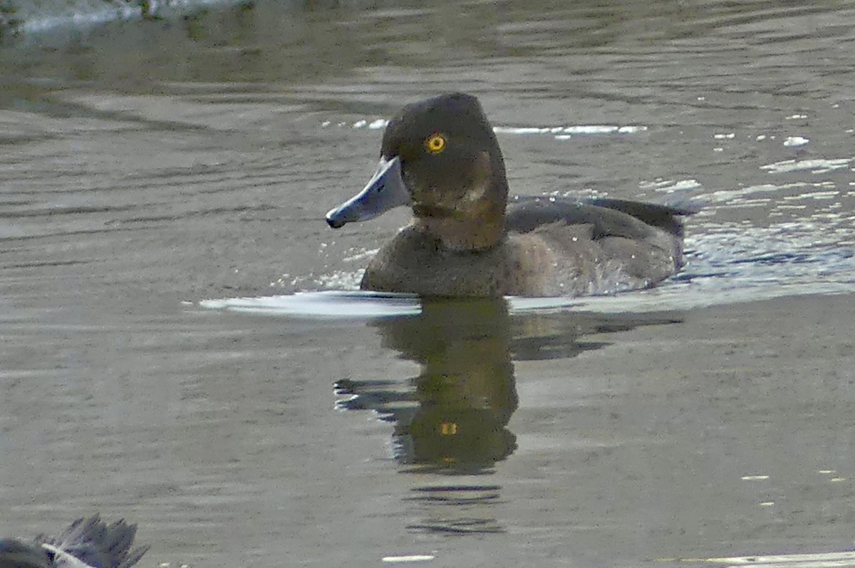 Ring-necked Duck - ML640186301