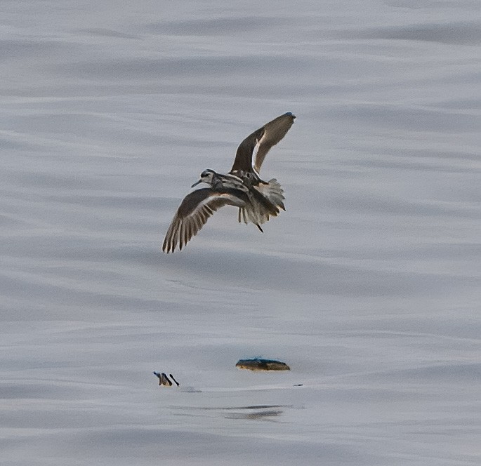 Red-necked Phalarope - ML640186341