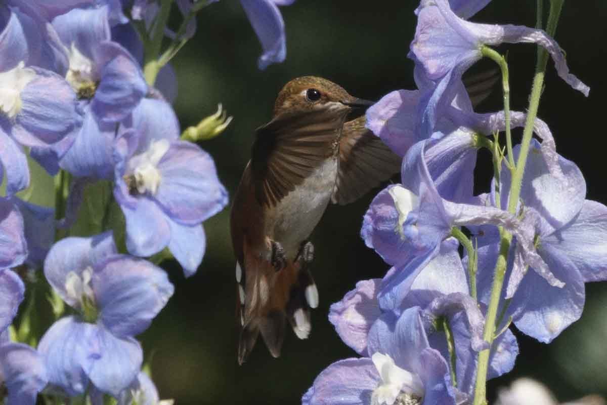 Rufous Hummingbird - ML640186345