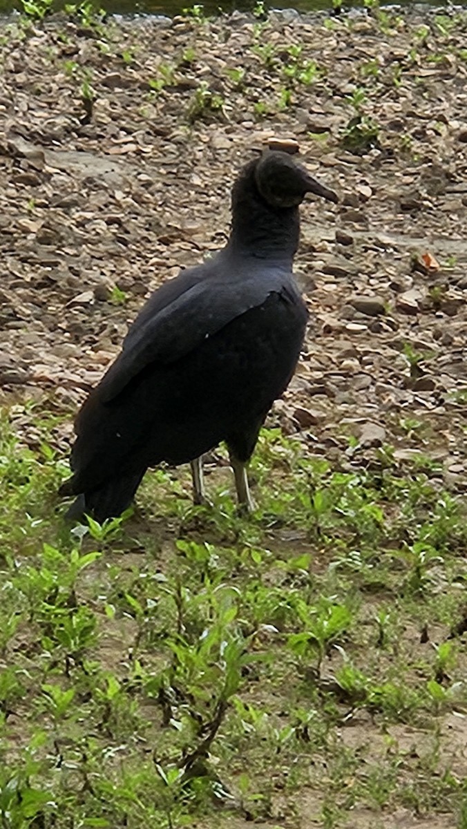 Black Vulture - ML640186485