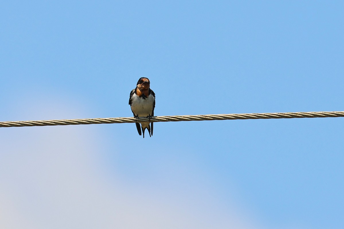 Ethiopian Swallow - ML640186494