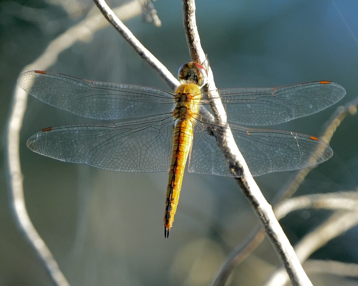 Wandering Glider - ML640186541