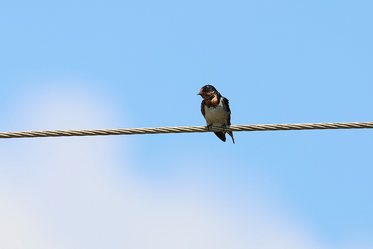 Ethiopian Swallow - ML640186579