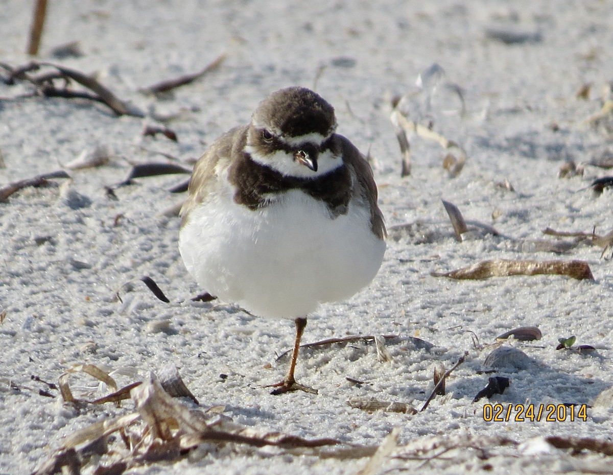 Semipalmated Plover - ML640186587