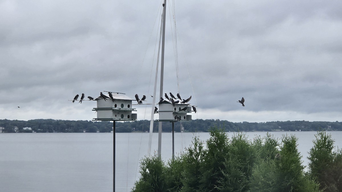 Purple Martin - ML640186631