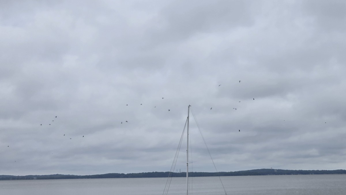 Purple Martin - ML640186636