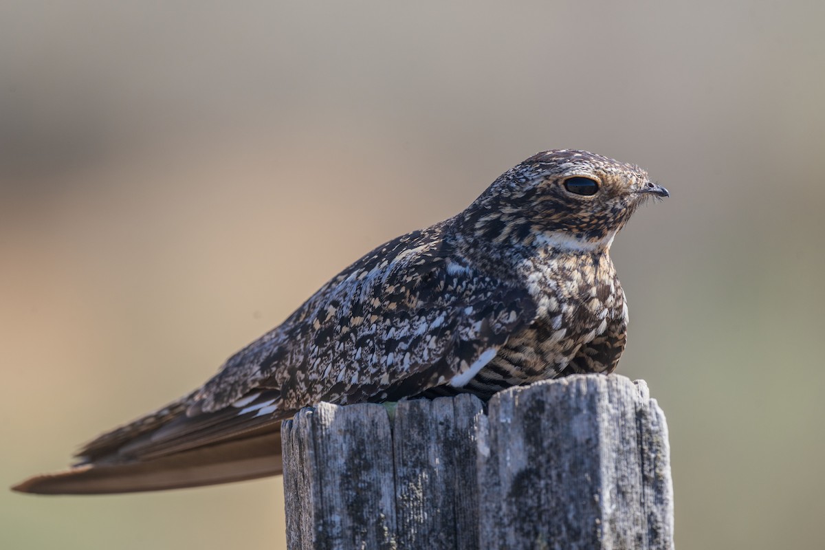 Common Nighthawk - ML640186639