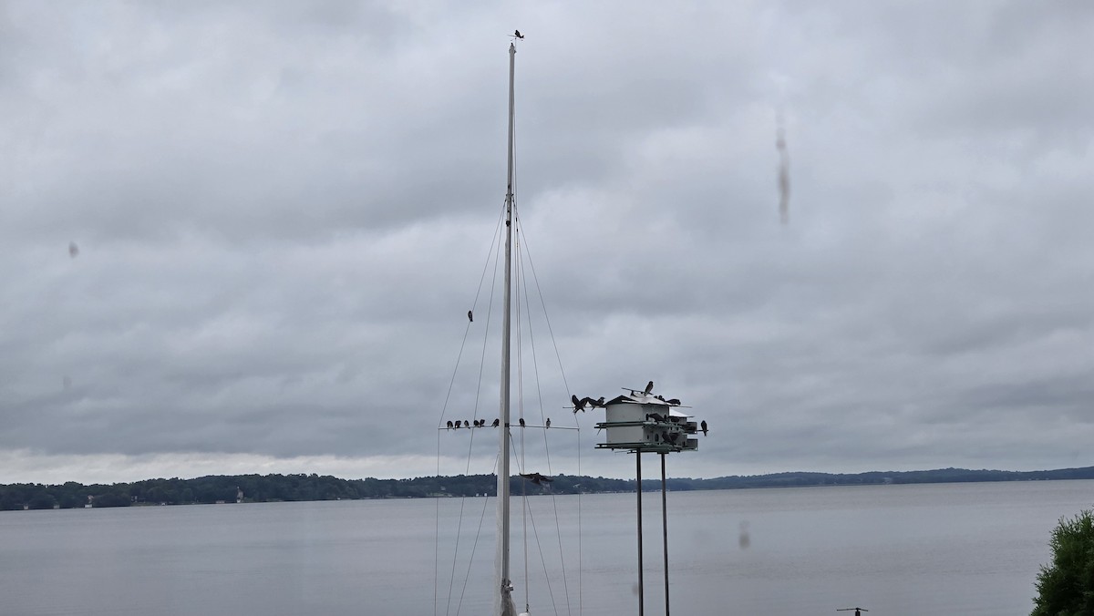 Purple Martin - ML640186641