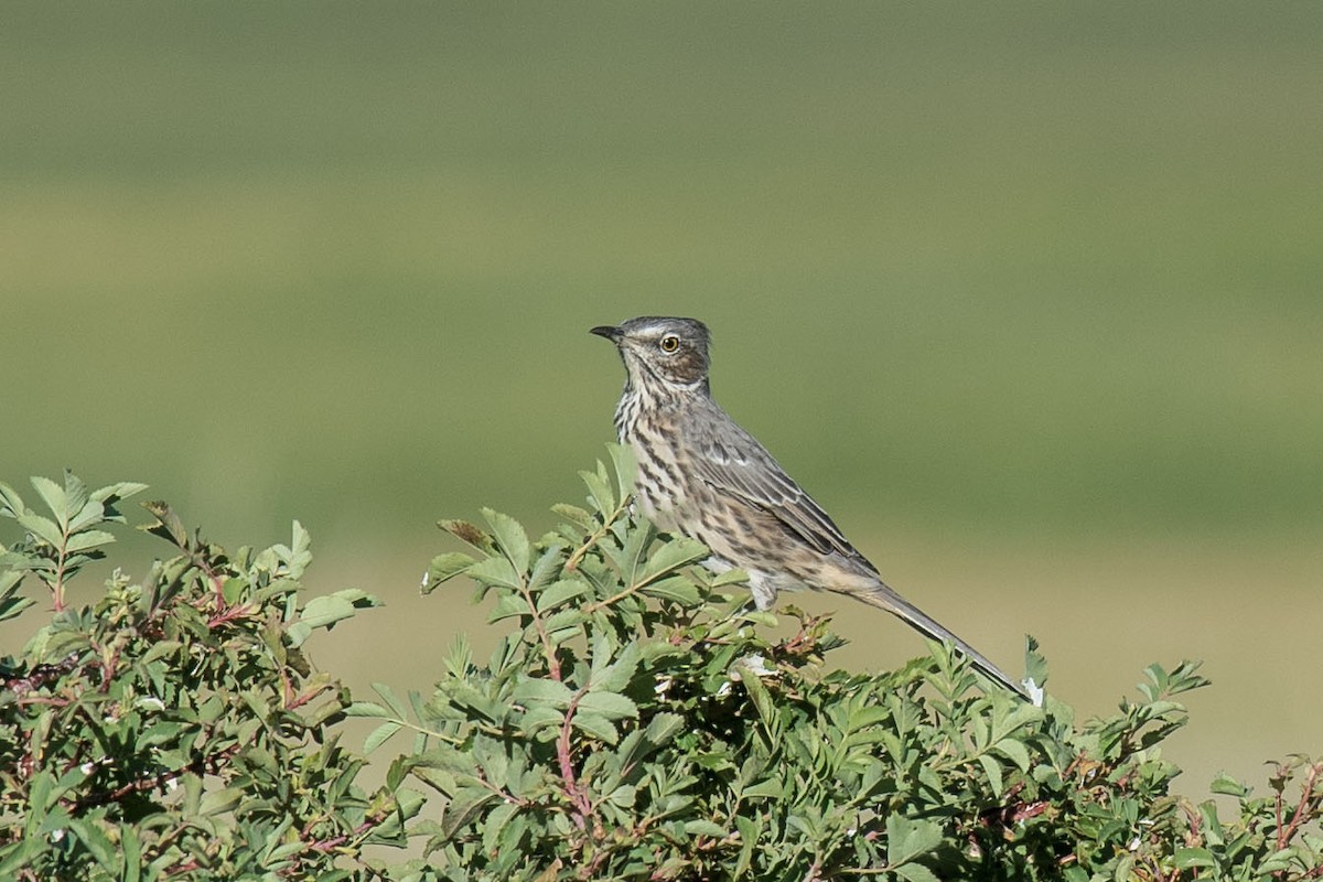 Sage Thrasher - ML640186657