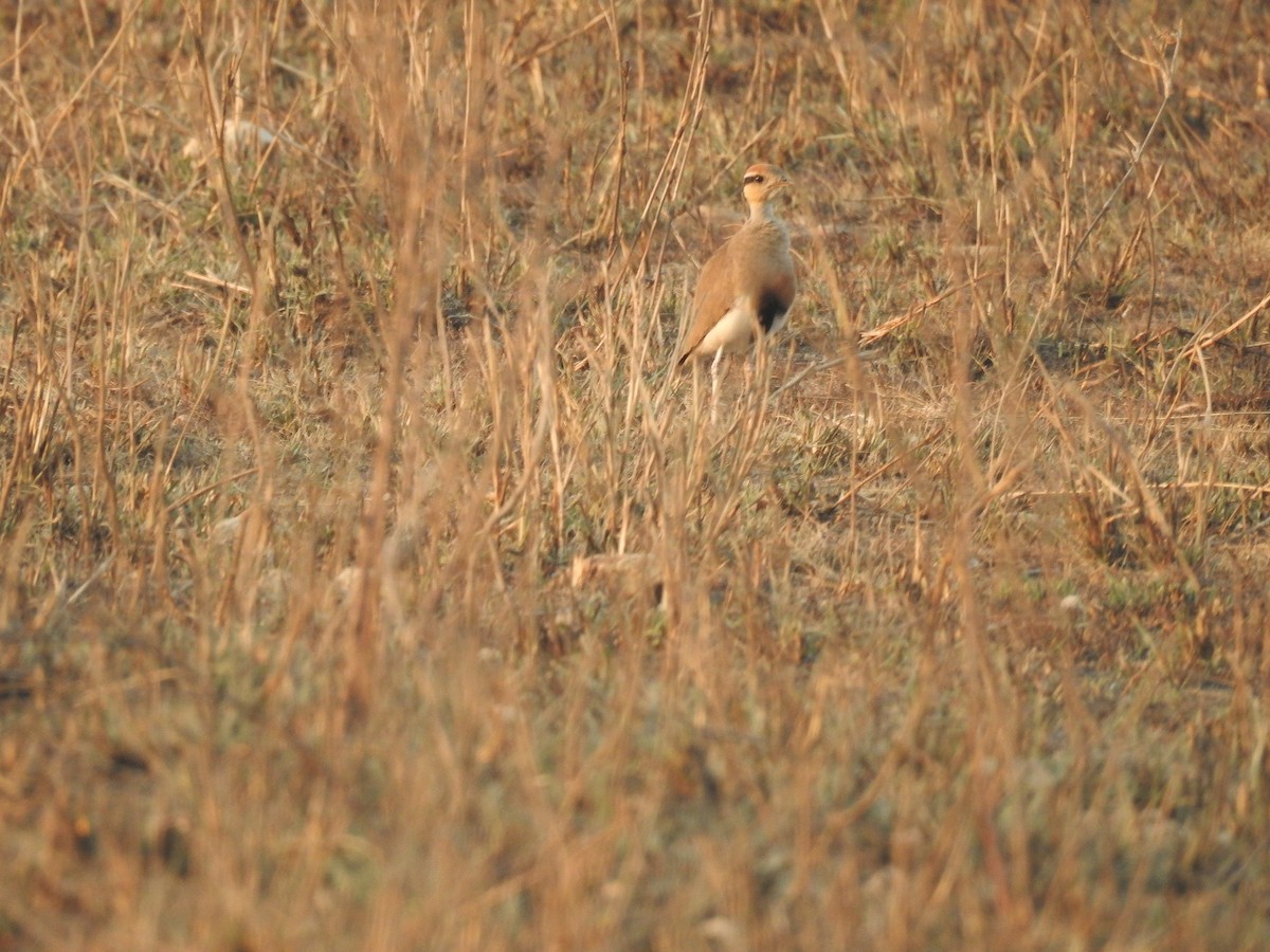 Temminck's Courser - ML640186660