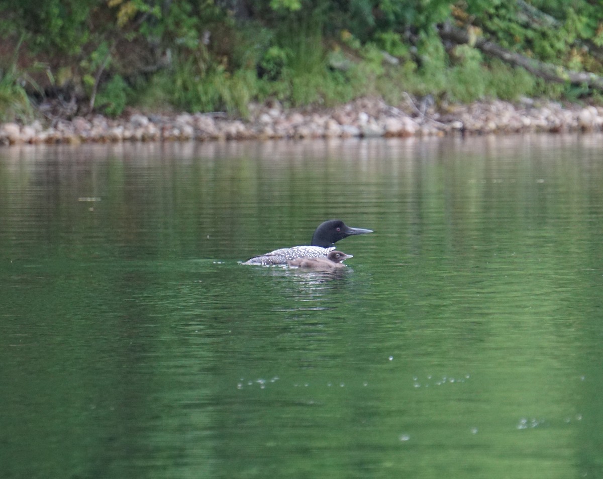 Common Loon - ML640186671