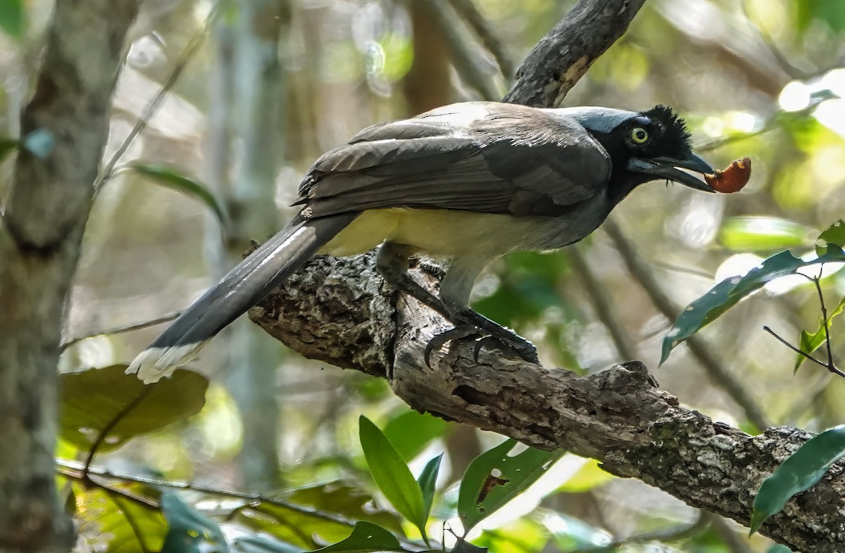 Azure-naped Jay - ML640186726
