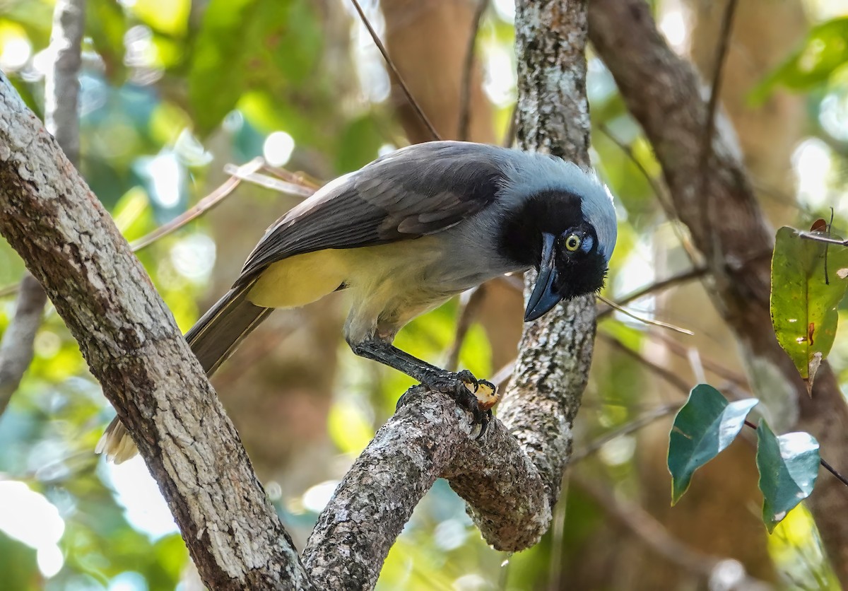 Azure-naped Jay - ML640186727
