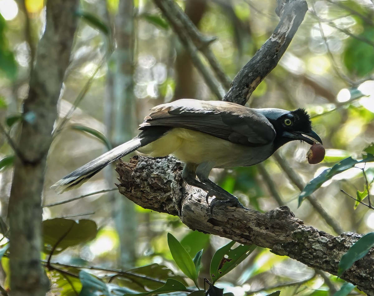 Azure-naped Jay - ML640186728