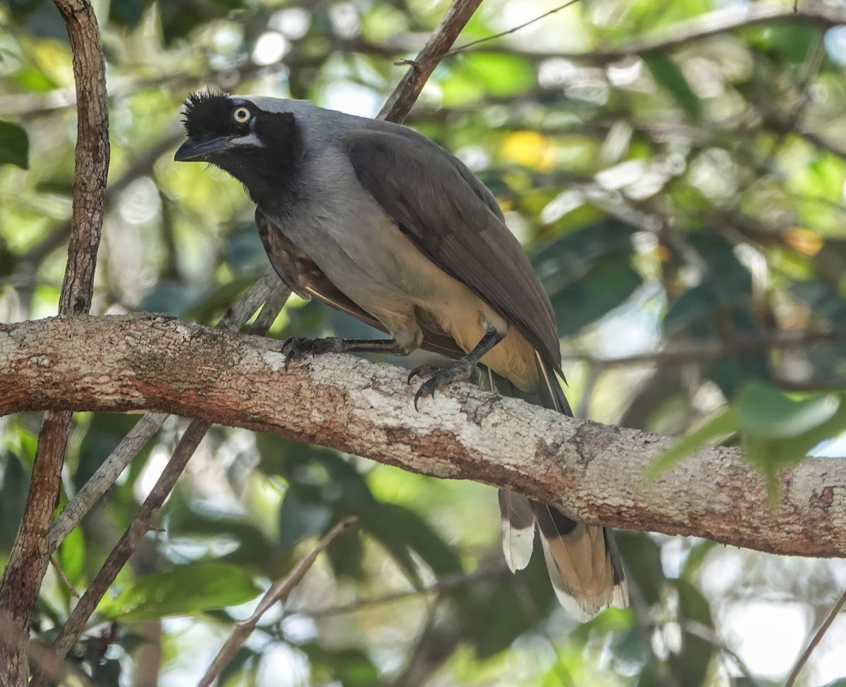 Azure-naped Jay - ML640186729