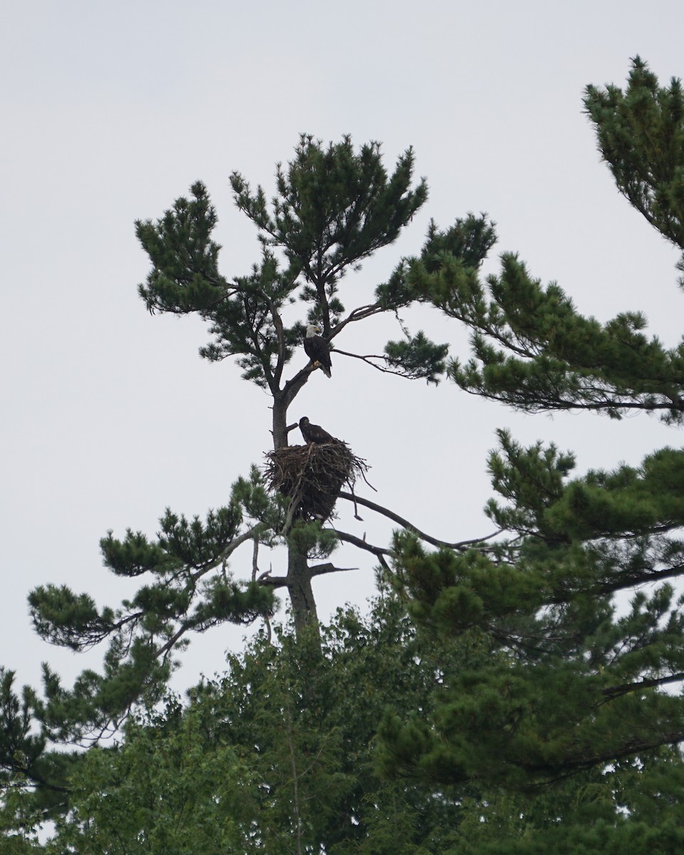 Bald Eagle - ML640186738