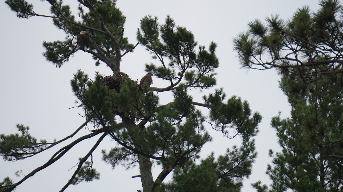 Bald Eagle - ML640186739