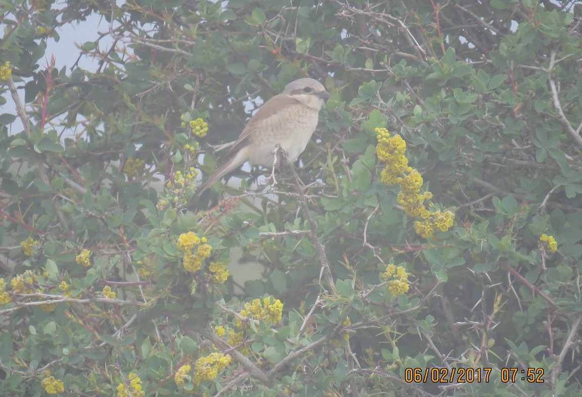 Red-backed Shrike - ML640186808